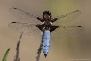 Broad-bodied Chaser - Libellula depressa. Male, Marston.