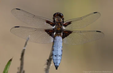 Broad-bodied Chaser - Libellula depressa. Male, Marston.