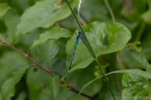 Variable Damselfly – Coenagrion pulchellum Male, Felmersham NR. S2 of this male lacks the 'stem' of the 'wine glass'.