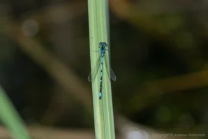 Variable Damselfly – Coenagrion pulchellum Male, Felmersham NR. This view shows all of the typical markings.