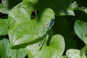 Variable Damselfly – Coenagrion pulchellum Male, Felmersham NR. S2 is noticeably darker and more boldly marked than an Azure Damselfly.