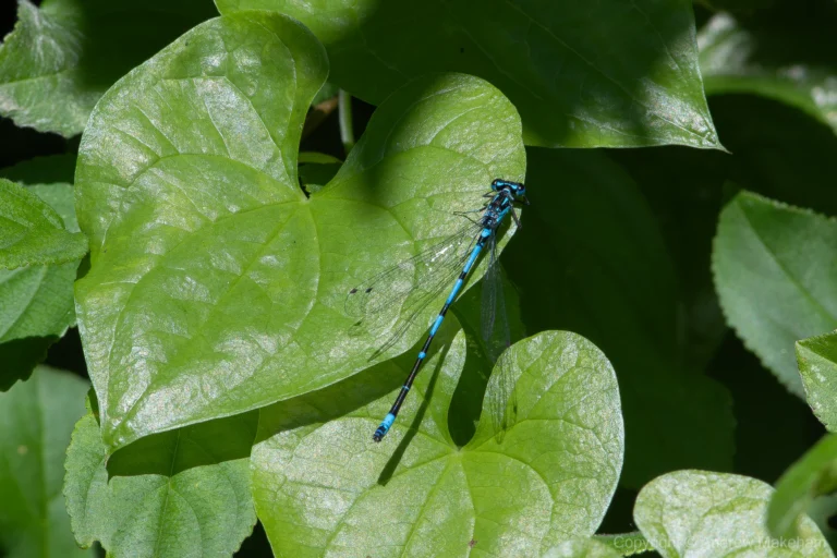 Variable Damselfly – Coenagrion pulchellum Male, Felmersham NR. S2 is noticeably darker and more boldly marked than an Azure Damselfly.