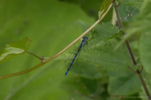 Variable Damselfly – Coenagrion pulchellum Female, Felmersham NR. This is the blue form.