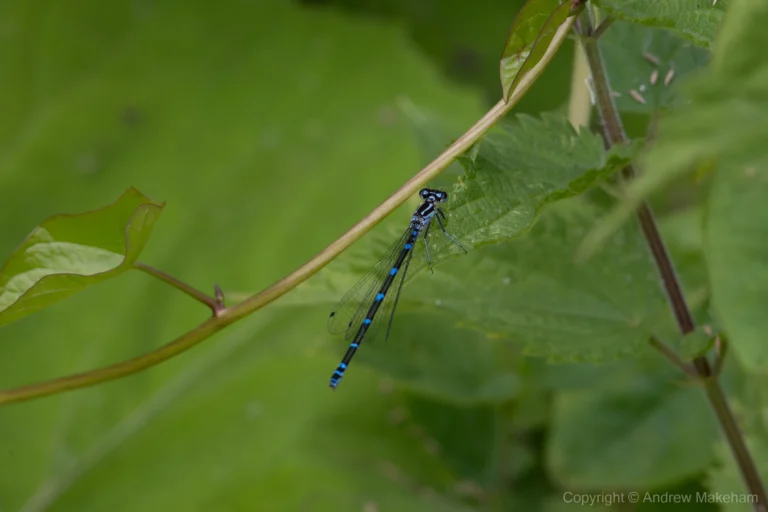 Variable Damselfly – Coenagrion pulchellum Female, Felmersham NR. This is the blue form.