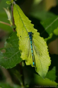 Variable Damselfly – Coenagrion pulchellum Male, Felmersham NR. S9 isn't as extensively marked as some individuals.