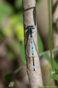 Variable Damselfly – Coenagrion pulchellum Male, Felmersham NR. Heavy S2 marking on this individual, and almost unbroken thoracic stripes.