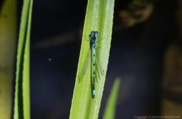 Variable Damselfly – Coenagrion pulchellum Male, Felmersham NR. The bar marking between the eye spots is incomplete.