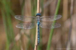 Southern Migrant Hawker – Aeshna affinis Male, Brogborough Landfill.