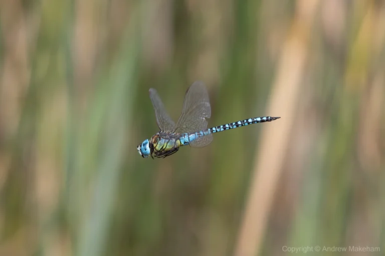 Southern Migrant Hawker – Aeshna affinis Male, Brogborough Landfill.