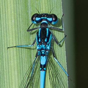 Close up of a male Variable Damselfly, showing typical markings on the head, thorax and S2.