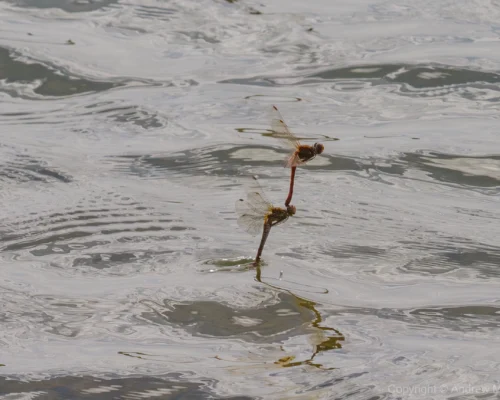 Common Darter – Sympetrum striolatum Pair ovipositing in tandem, Brogborough Landfill.