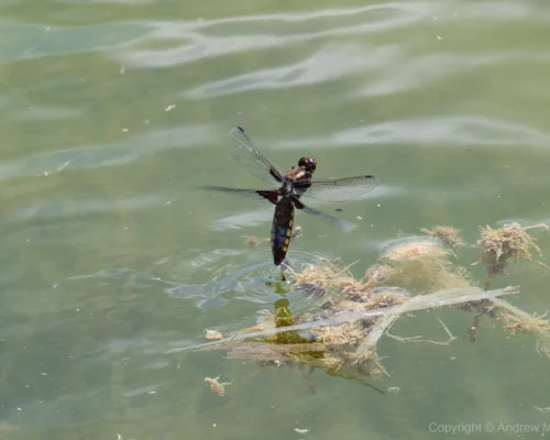 Broad-bodied Chaser – Libellula depressa Old female ovipositing, Marston.