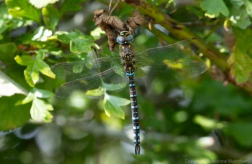 Migrant Hawker – Aeshna mixta male, Brogborough Landfill.