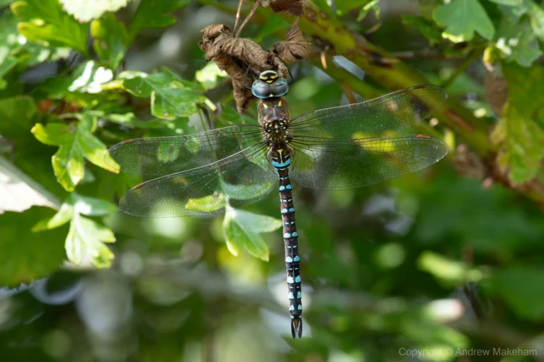 Migrant Hawker – Aeshna mixta male, Brogborough Landfill.