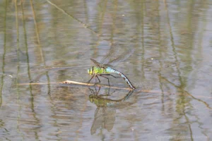 Emperor Dragonfly – Anax imperator Blue form female ovipositing at Brogborough Landfill.