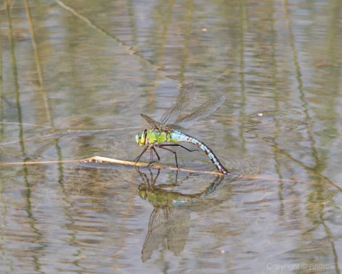 Emperor Dragonfly – Anax imperator Blue form female ovipositing at Brogborough Landfill.
