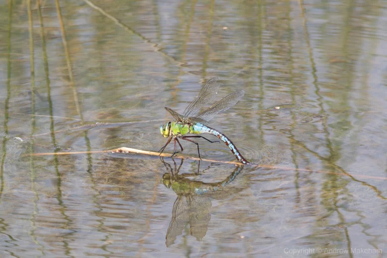 Emperor Dragonfly – Anax imperator Blue form female ovipositing at Brogborough Landfill.