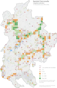 Banded Demoiselle Bedfordshire distribution map