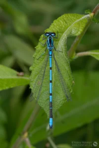 Azure Damselfly – Coenagrion puella. Male, Felmersham NR.