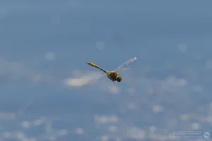 Downy Emerald – Cordulia aenea. Male, The Grange Estate, Willington.
