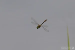 Downy Emerald – Cordulia aenea. Male, The Grange Estate, Willington.