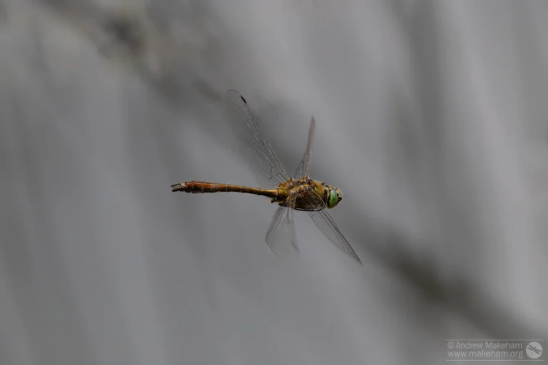 Downy Emerald – Cordulia aenea. Male, The Grange Estate, Willington.