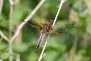 Scarce Chaser – Libellula fulva. Male, The Grange Estate, Willington. The blue abdominal pruinescence isn't yet complete.