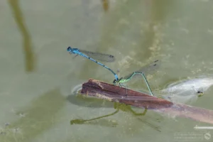 Azure Damselfly – Coenagrion puella. In cop pair at Brogborough Landfill.