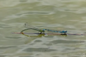 Azure Damselfly – Coenagrion puella. In cop pair at Brogborough Landfill.