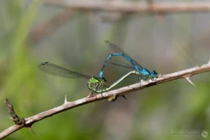 Azure Damselfly – Coenagrion puella. In cop pair at The Grange Estate, Willington.