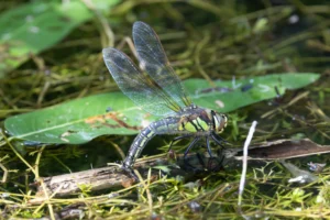 Hairy Dragonfly – Brachytron pratense. Female ovipositing into dead reed stem at The Grange Estate, Willington.