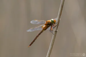 Norfolk Hawker – Aeshna isoceles. Male, The Grange Estate.