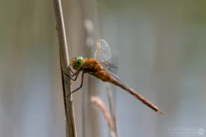 Norfolk Hawker – Aeshna isoceles. Male, The Grange Estate.