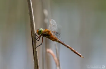 Norfolk Hawker – Aeshna isoceles. Male, The Grange Estate.