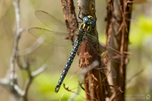 Hairy Dragonfly – Brachytron pratense. Male, The Grange Estate, Willington.