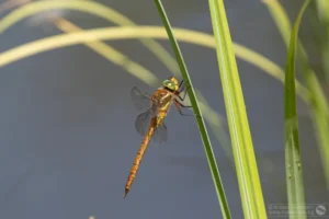 Norfolk Hawker – Aeshna isoceles. Male, Felmersham Gravel Pits.
