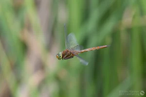 Norfolk Hawker – Aeshna isoceles. Male, Felmersham Gravel Pits.