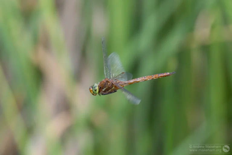 Norfolk Hawker – Aeshna isoceles. Male, Felmersham Gravel Pits.