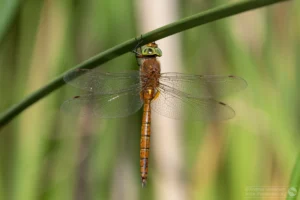 Norfolk Hawker – Aeshna isoceles. Male, Felmersham Gravel Pits.