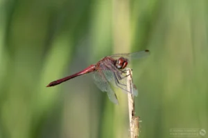 Red-veined Darter – Sympetrum fonscolombii. Male, Brogborough Landfill.