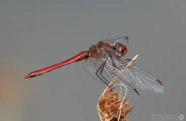 Red-veined Darter – Sympetrum fonscolombii. Male, Brogborough Landfill.