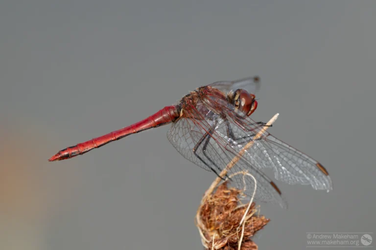 Red-veined Darter – Sympetrum fonscolombii. Male, Brogborough Landfill.