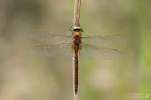 Norfolk Hawker – Aeshna isoceles. Male, Brogborough Landfill.