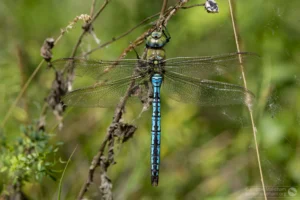 Emperor Dragonfly – Anax imperator. Male, The Grange Estate, Willington.