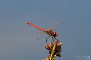 Red-veined Darter – Sympetrum fonscolombii. Male, Brogborough Landfill.