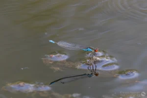 Small Red-eyed Damselfly – Erythromma viridulum Male, The Grange Estate Willington.