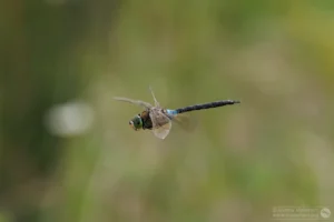 Lesser Emperor – Anax parthenope Male, Brogborough Landfill.