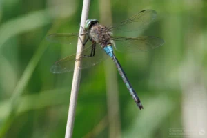 Lesser Emperor – Anax parthenope Male, Brogborough Landfill.