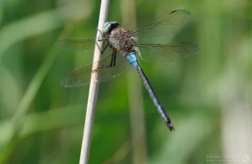 Lesser Emperor – Anax parthenope Male, Brogborough Landfill.