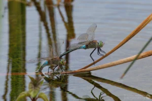Lesser Emperor – Anax parthenope Pair ovipositing at Brogborough Landfill, the female is the blue form.